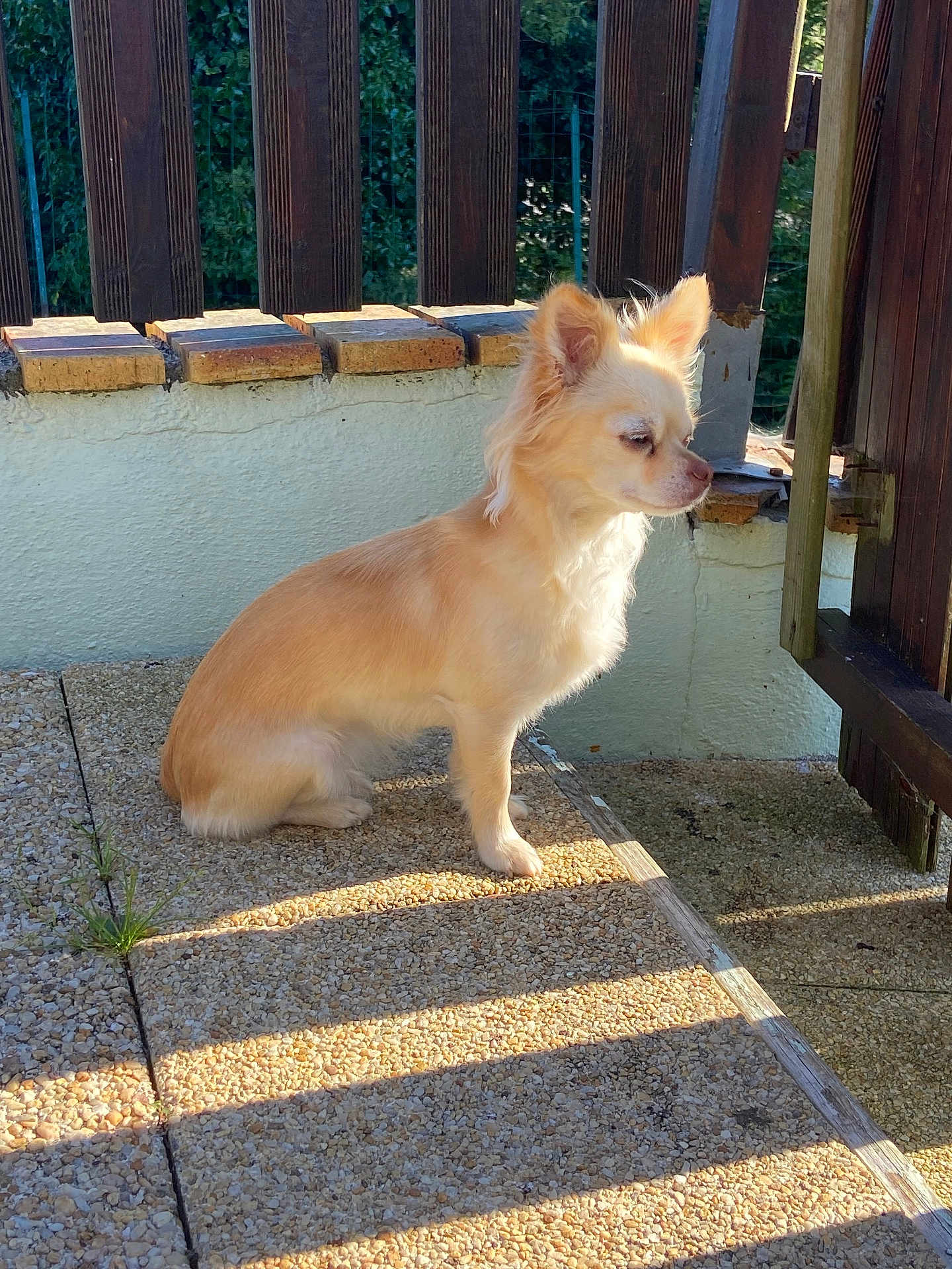 Romy a rejoint le concours — aidez-le/la à gagner de superbes lots ! dog, small_dog, light_tan, fluffy, sitting, patio, stone_floor, sunlight, shadows, wooden_fence, outdoor, calm, contemplative, pet, animal, ears_up, daylight, texture, greenery, quiet