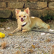 Romy participe au concours pour gagner de l'argent avec cette photo : animal, chihuahua, collar, dog, ears, fur, gravel, greenery, happy, leash, lying_down, nature, outdoor, pet, small_dog, smiling, stone_wall, sunlight, toy, yellow_toy
