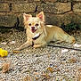 animal, chihuahua, collar, dog, ears, fur, gravel, greenery, happy, leash, lying_down, nature, outdoor, pet, small_dog, smiling, stone_wall, sunlight, toy, yellow_toy