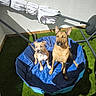Ecko participe au concours pour gagner de l'argent avec cette photo : animal, artificial_grass, balcony, blue_pool, brown_dog, curious, daylight, dog, ears_up, medium_dog, outdoor, pet, pool, shadow, sitting, small_dog, sunlight, tan_dog, two_dogs, umbrella