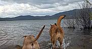 Ecko participe au concours pour gagner de l'argent avec cette photo : adventure, animal, bushes, canine, cloudy_sky, dog, dogs, fun, lake, landscape, mountains, nature, outdoor, playing, recreation, splashing, tail, walking, water, wet
