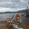 adventure, animal, bushes, canine, cloudy_sky, dog, dogs, fun, lake, landscape, mountains, nature, outdoor, playing, recreation, splashing, tail, walking, water, wet