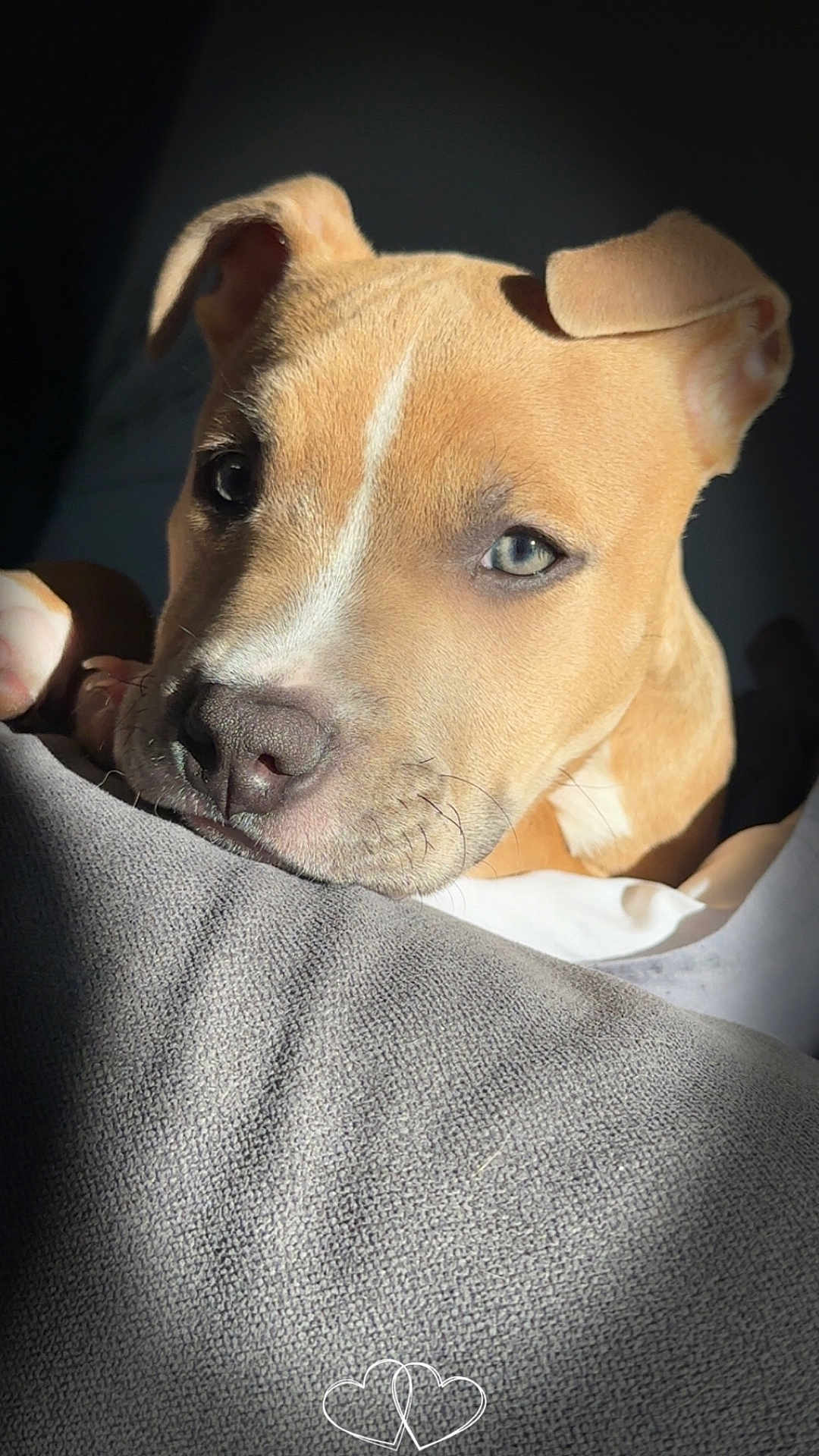 Ecko participe au concours pour gagner de l'argent avec cette photo : puppy, dog, close_up, resting, blanket, brown_fur, pet, animal, cute, soft_light, indoor, portrait, young_dog, face, ears, whiskers, snout, cozy, texture, shadow