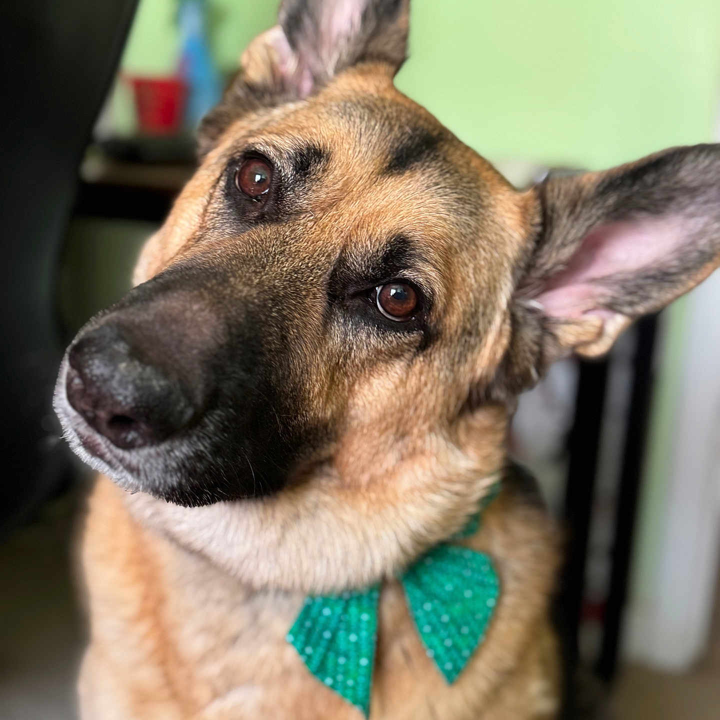 Riley joined the competition — help win amazing prizes! accessories, animal, canine, dog, germanshepherd, hound, pet, policedog, puppy
