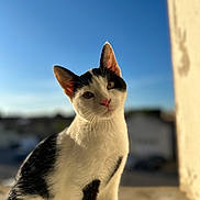 Jasper a rejoint le concours — aidez-le/la à gagner de superbes lots ! cat, black_and_white, pet, animal, feline, outdoor, sunlight, blue_sky, curious, portrait, whiskers, ears, fur, nature, daytime, cute, domestic_animal, sitting, closeup, head_tilt