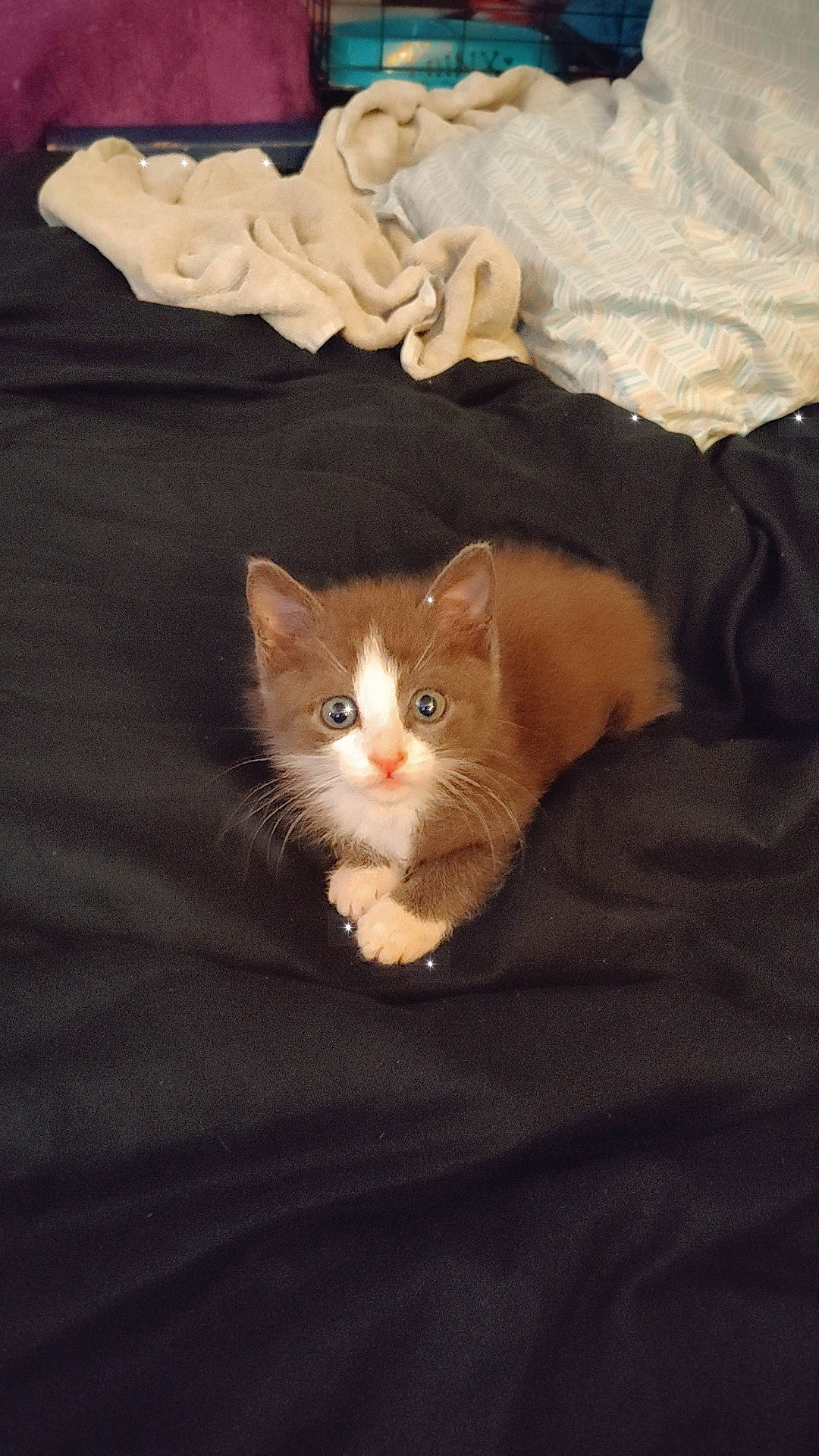 Ellis joined the competition — help win amazing prizes! box, brown, carnivore, cat, comfort, domestic_short_haired_cat, fawn, felidae, fur, linens, paw, peach, small_to_medium_sized_cats, tail, textile, whiskers, window, wood