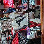 Paxton is registered to the contest to win money with this photo: dog, white_dog, sleeping_dog, harness, pillow, red_blanket, wicker_table, bottle, side_table, living_room, curtain, clutter, indoor, furniture, pet, ear, cushion, charger, container, cozy