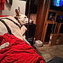 dog, white_dog, harness, red_blanket, blanket, couch, living_room, television, tv_screen, cardboard_box, carpet_floor, pet, sleeping, paw, head_resting, side_table, metal_pole, pillow, humidifier, cozy
