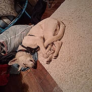 Paxton is registered to the contest to win money with this photo: collar, cozy, curled_up, dog, ear, flooring, hardwood_floor, harness, home_interior, indoor, laundry, nap, paw, pet, pillow, relaxed, rug, sleeping, sleeping_dog, white_dog