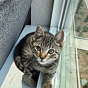 Milo is registered to the contest to win money with this photo: animal, cat, cozy, curious, ears, feline, glass_window, home, indoor, kitten, looking_up, paw, pet, reflection, striped, sunlight, tabby, whiskers, windowsill, young