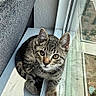 animal, cat, cozy, curious, ears, feline, glass_window, home, indoor, kitten, looking_up, paw, pet, reflection, striped, sunlight, tabby, whiskers, windowsill, young