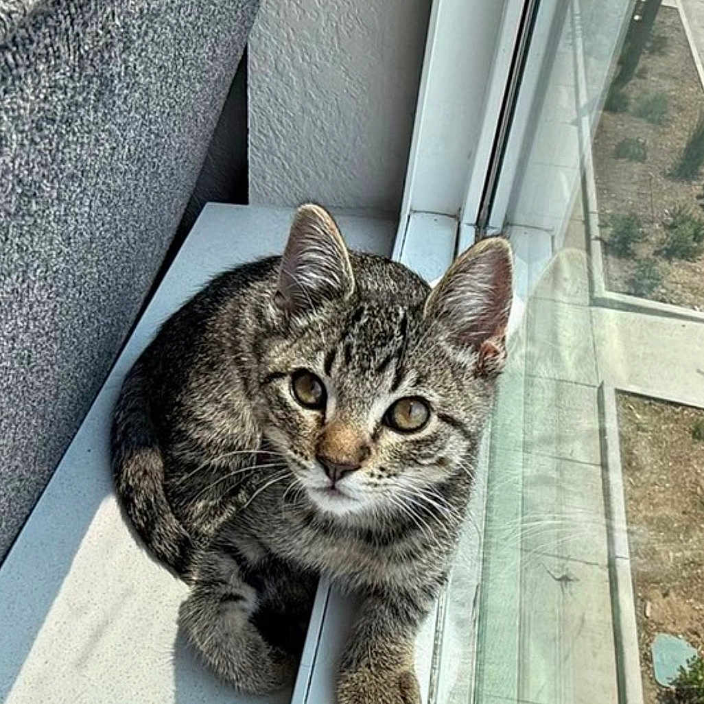 Milo