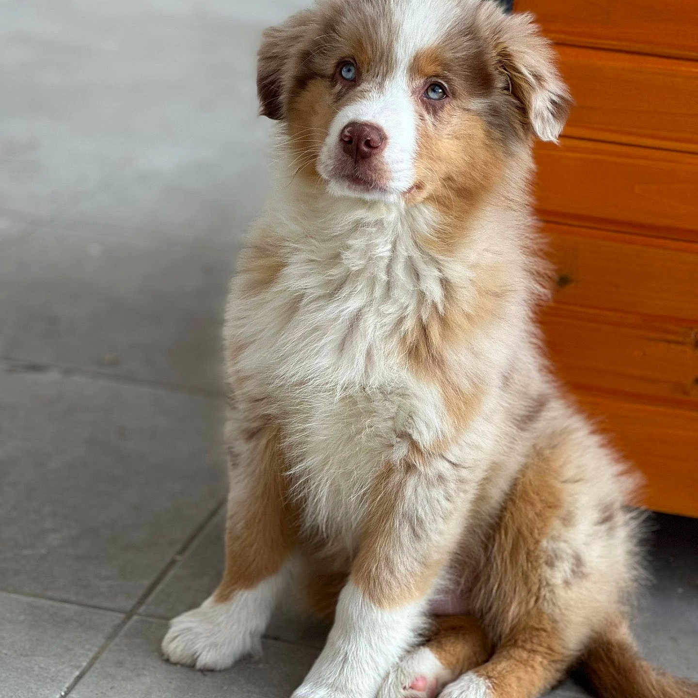 Singo a rejoint le concours — aidez-le/la à gagner de superbes lots ! accessories, animal, canine, cat, cockerspaniel, collie, dog, eskimodog, goldenretriever, hardwood, husky, indoors, interiordesign, pet, puppy, saintbernard, snout, strap, whitedog, wood