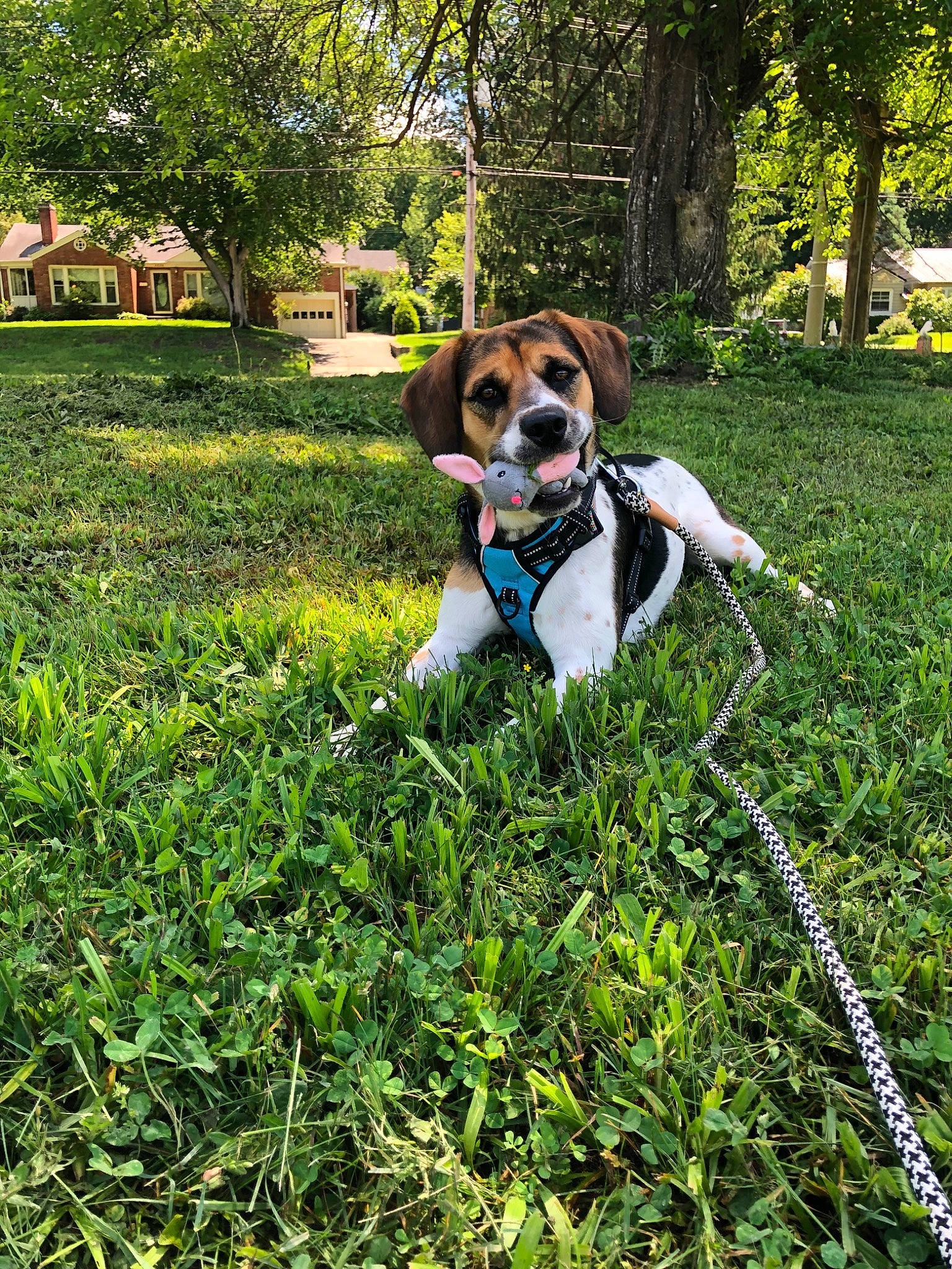 Bella is registered to the contest to win money with this photo: beagle, canidae, carnivore, companion_dog, coonhound, danish_swedish_farmdog, dog, dog_breed, english_coonhound, estonian_hound, finnish_hound, grass, harrier, hunting_dog, leash, mammal, plant, sporting_group, tree, treeing_walker_coonhound