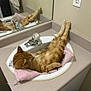 bathroom, cat, countertop, cozy, cute, domestic_animal, feline, funny_pose, ginger_cat, household, indoor, mirror, orange_cat, pets, reflection, relaxed, resting, sink, towel, wall