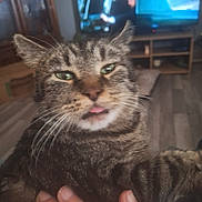 Ozzy joined the competition — help win amazing prizes! cat, tabby, pet, animal, close_up, tongue_out, hand, indoor, living_room, furniture, television, person, blurred_background, floor, wooden_floor, sitting, face, whiskers, ears, eyes