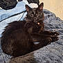 cat, black_cat, one_eye_closed, tongue_out, fluffy, pet, domestic_animal, feline, resting, blanket, fabric, indoor, cozy, fur, collar, animal, cute, relaxed, laying_down, soft