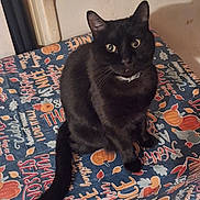 May May joined the competition — help win amazing prizes! animal, autumn, black_cat, cat, collar, colorful, cozy, curious, decor, eyes, feline, festive, indoor, pet, pumpkins, shadow, sitting, tablecloth, tail, wall