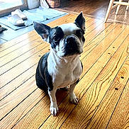 Gus is registered to the contest to win money with this photo: animal, basket, black_and_white, boston_terrier, canine, chair, companion, cute, dog, domestic_animal, ears_up, floorboards, flooring, home, indoor, looking_up, pet, slippers, waiting, wooden_floor