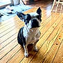animal, basket, black_and_white, boston_terrier, canine, chair, companion, cute, dog, domestic_animal, ears_up, floorboards, flooring, home, indoor, looking_up, pet, slippers, waiting, wooden_floor