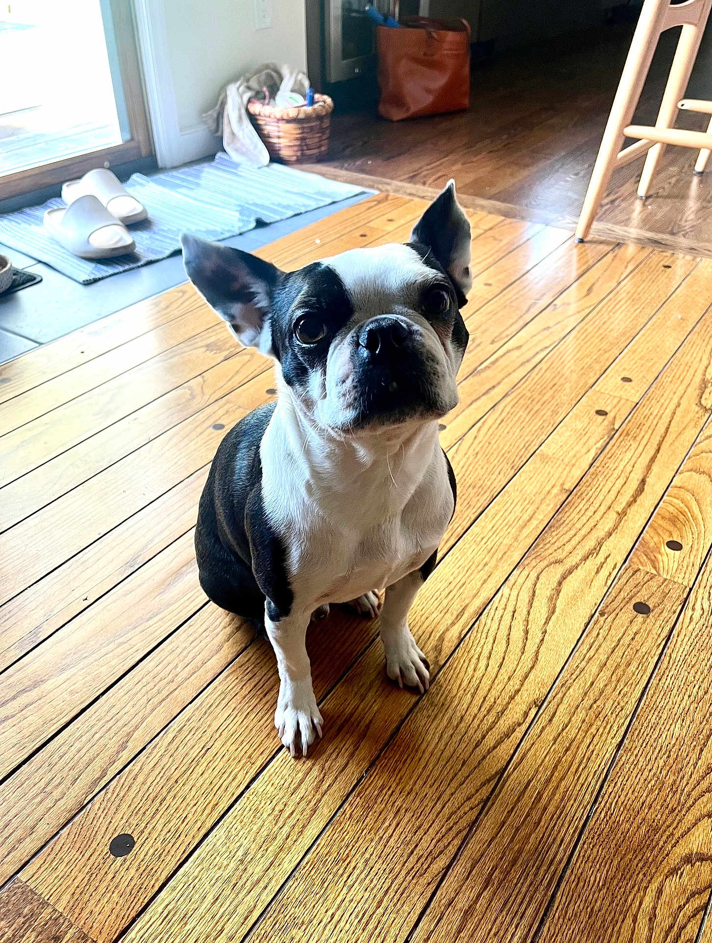 Gus is registered to the contest to win money with this photo: animal, basket, black_and_white, boston_terrier, canine, chair, companion, cute, dog, domestic_animal, ears_up, floorboards, flooring, home, indoor, looking_up, pet, slippers, waiting, wooden_floor