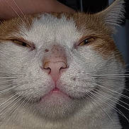 Cheesecake is registered to the contest to win money with this photo: animal, cat, close_up, cute, domestic, expression, face, feline, fur, hand, head, indoor, muzzle, orange_and_white, petting, pink_nose, portrait, relaxed, sleepy, whiskers