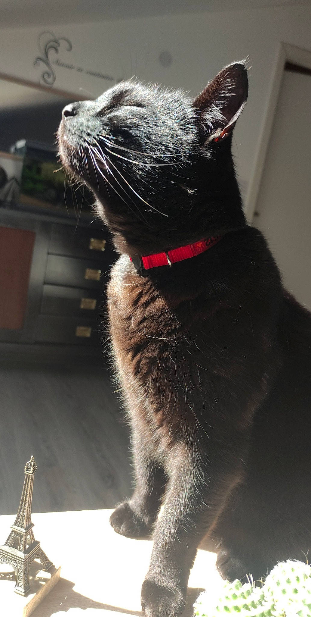 Chat participe au concours pour gagner de l'argent avec cette photo : black_cat, bombay, carnivore, cat, claw, collar, domestic_short_haired_cat, felidae, fur, grey, paw, small_to_medium_sized_cats, snout, tail, terrestrial_animal, whiskers, window