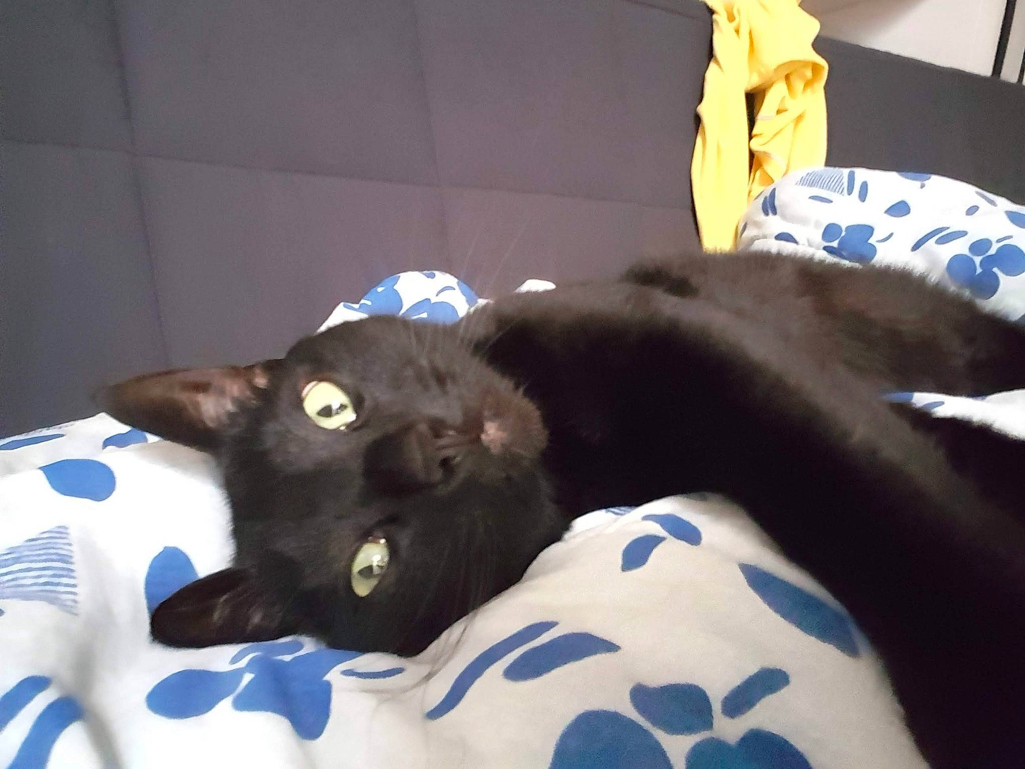 Chat a rejoint le concours — aidez-le/la à gagner de superbes lots ! black_cat, bombay, carnivore, cat, comfort, couch, dog_breed, domestic_short_haired_cat, electric_blue, felidae, fur, linens, nap, pillow, room, small_to_medium_sized_cats, sporting_group, tail, textile, whiskers