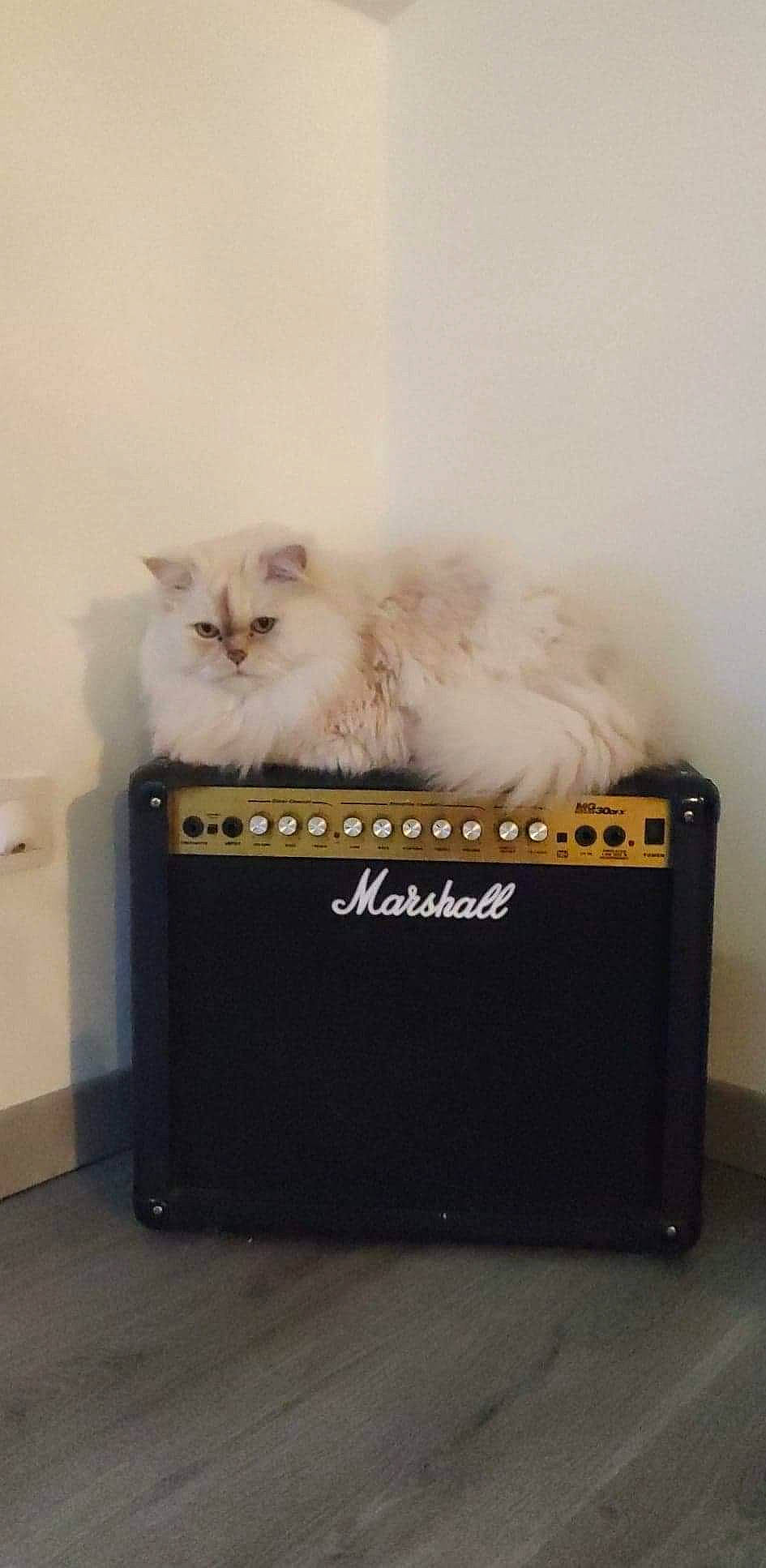 Flocon a rejoint le concours — aidez-le/la à gagner de superbes lots ! box, carnivore, cat, felidae, font, fur, gas, hardwood, home_appliance, persian, ragdoll, room, small_to_medium_sized_cats, tail, whiskers