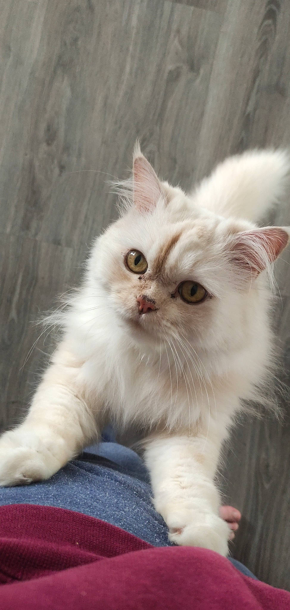 Flocon a rejoint le concours — aidez-le/la à gagner de superbes lots ! british_longhair, carnivore, cat, claw, comfort, eye, fawn, felidae, fur, paw, small_to_medium_sized_cats, snout, tail, terrestrial_animal, whiskers, window