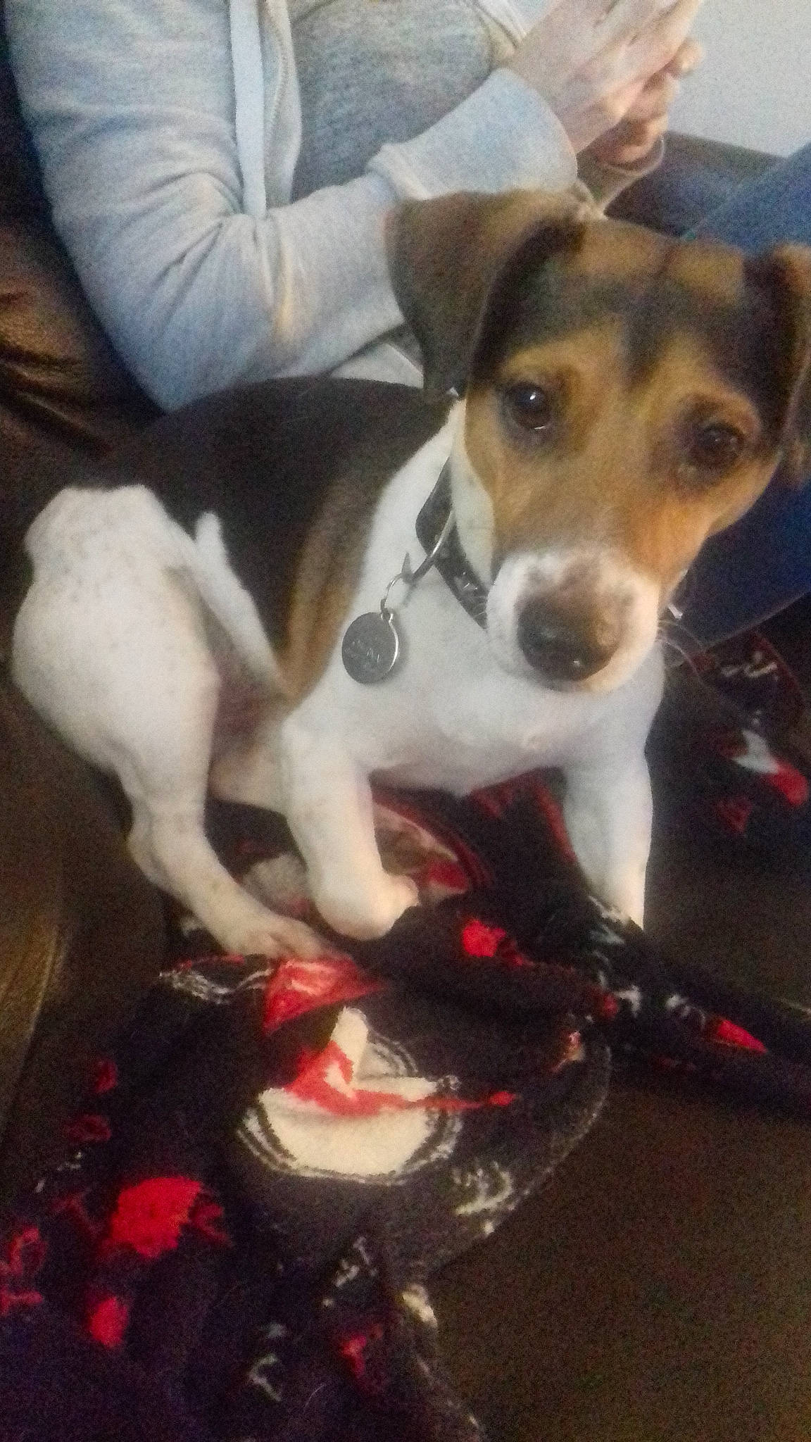 Elioth participe au concours pour gagner de l'argent avec cette photo : american_foxhound, beagle, carnivoran, dog, dog_breed, dog_breed_group, dog_like_mammal, harrier, snout, treeing_walker_coonhound