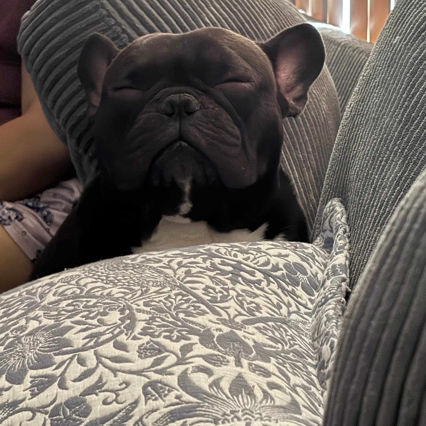 Pütz joined the competition — help win amazing prizes! dog, french_bulldog, sleeping, couch, cushion, indoor, pet, relaxed, cozy, black_dog, close_up, home, window_blinds, textured_fabric, resting, animal, companion, domestic, calm, comfort