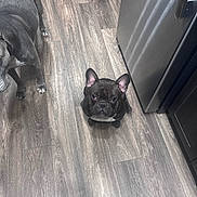 Pütz joined the competition — help win amazing prizes! dog, french_bulldog, canine, pet, flooring, wood_floor, kitchen, home, animal, indoor, small_dog, large_dog, ears, black_dog, grey_dog, looking_up, standing, sitting, domestic, companion