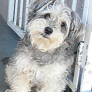 Pepper is registered to the contest to win money with this photo: dog, curly_fur, pet, animal, porch, step, railing, white, gray, fluffy, cute, sitting, outdoor, metal, concrete, head_tilt, fur, domestic_animal, companion, friendly