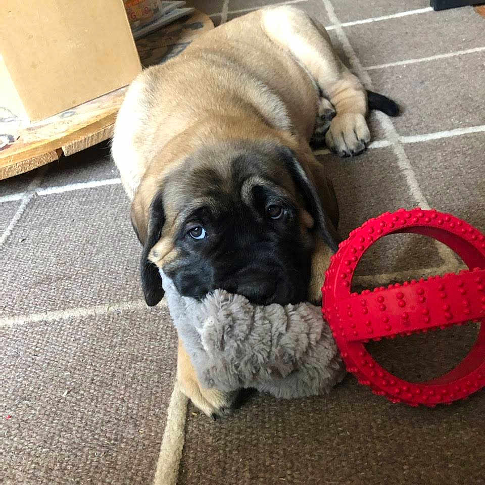 Lula participe au concours pour gagner de l'argent avec cette photo : puppy, dog, toy, plush_toy, red_ball, carpet, indoor, pet, animal, cute, lying_down, brown_fur, black_face, ears, floor, home, relaxed, looking_up, playful, domestic