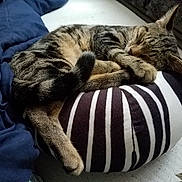 Chaos is registered to the contest to win money with this photo: animal, blanket, cat, cozy, curled_up, cushion, cute, domestic, ears, floor, fur, indoor, paws, pet, relaxing, resting, sleeping, striped, tabby, whiskers