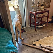 Bobo is registered to the contest to win money with this photo: animal, blanket, couch, curious, decor, dog, door, floor, furniture, home_interior, indoor, light, oil_lamp, pet, rug, shadow, vintage, waiting, window, wooden_table