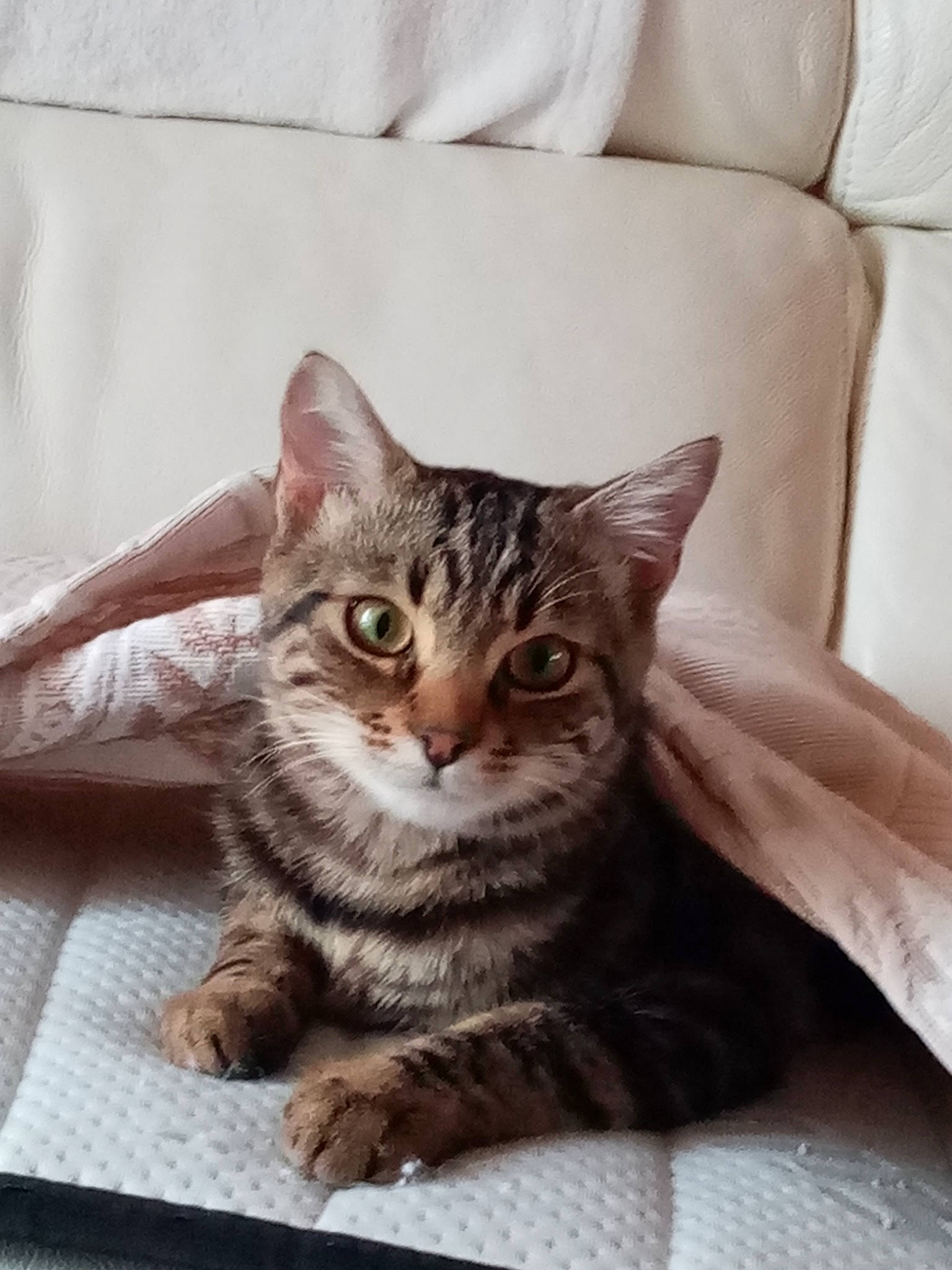 Princesse a rejoint le concours — aidez-le/la à gagner de superbes lots ! american_shorthair, asian, australian_mist, bengal, california_spangled, carnivore, cat, domestic_short_haired_cat, dragon_li, european_shorthair, felidae, fur, kitten, mammal, ocicat, pixie_bob, small_to_medium_sized_cats, tabby_cat, vertebrate, whiskers