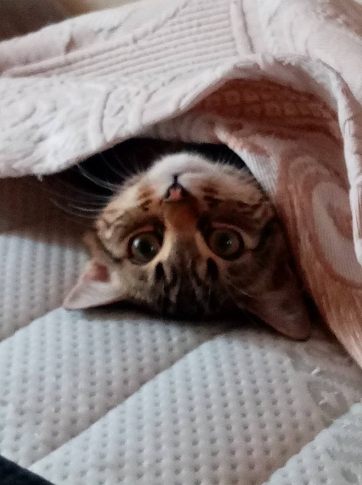 Princesse a rejoint le concours — aidez-le/la à gagner de superbes lots ! american_shorthair, bed_sheet, blanket, carnivore, cat, fawn, felidae, fur, kitten, small_to_medium_sized_cats, snout, tabby_cat, whiskers