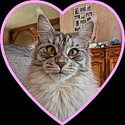 Thalya a rejoint le concours — aidez-le/la à gagner de superbes lots ! cat, tabby, fluffy, yellow_eyes, pet, indoor, portrait, heart_shape, feline, close_up, curious, domestic_cat, animal, cute, whiskers, soft_fur, cozy, home_interior, wooden_furniture, photography