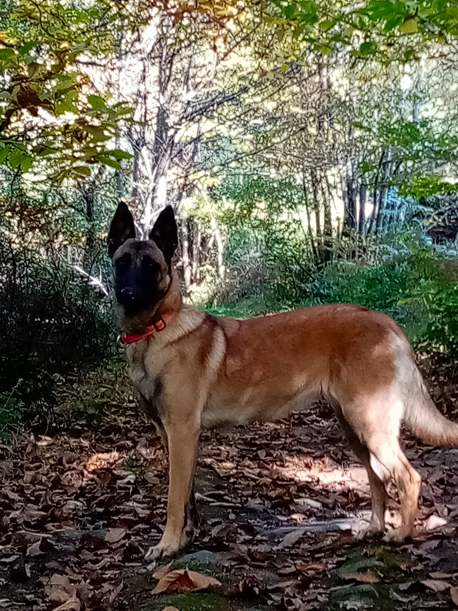 Roxane a rejoint le concours — aidez-le/la à gagner de superbes lots ! adventure, canidae, carnivore, collar, companion_dog, dog, dog_breed, fawn, forest, grass, plant, soil, sporting_group, tail, terrestrial_animal, tree, trunk, wood, woodland, working_animal