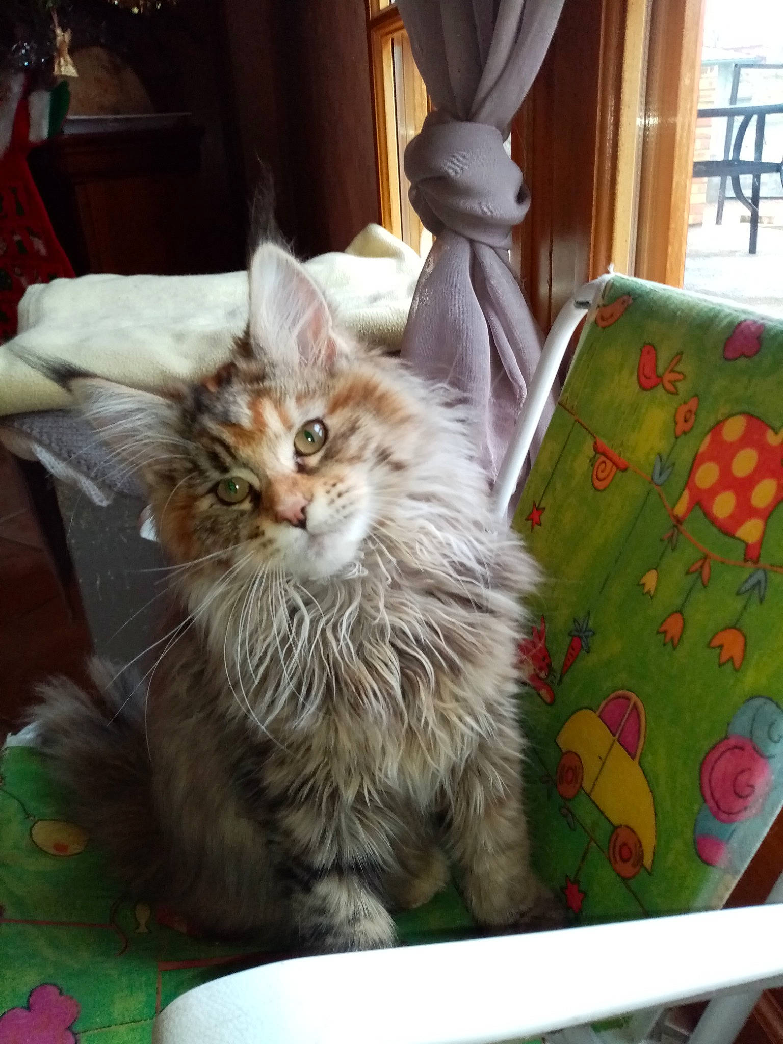 Sybelle participe au concours pour gagner de l'argent avec cette photo : art, box, carnivore, cat, claw, comfort, curtain, domestic_short_haired_cat, felidae, fur, paw, puzzle, sitting, small_to_medium_sized_cats, snout, tail, visual_arts, whiskers, window, wood