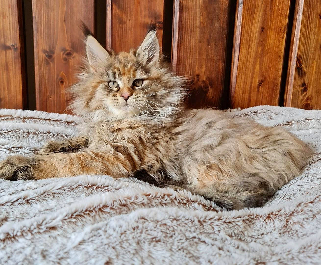 Sybelle a rejoint le concours — aidez-le/la à gagner de superbes lots ! carnivore, cat, comfort, couch, domestic_short_haired_cat, door, fawn, felidae, hardwood, maine_coon, paw, plant, small_to_medium_sized_cats, snout, tail, terrestrial_animal, tree, whiskers, window, wood