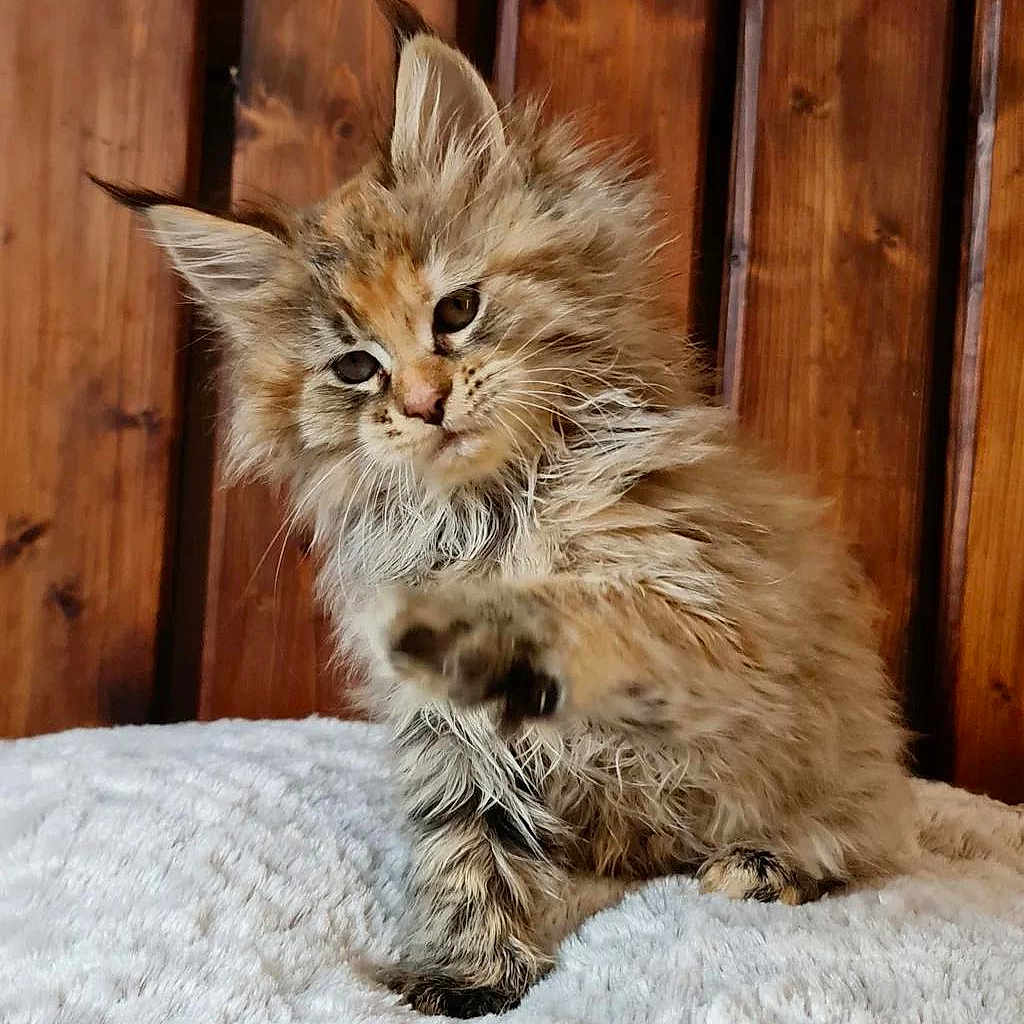 Sybelle