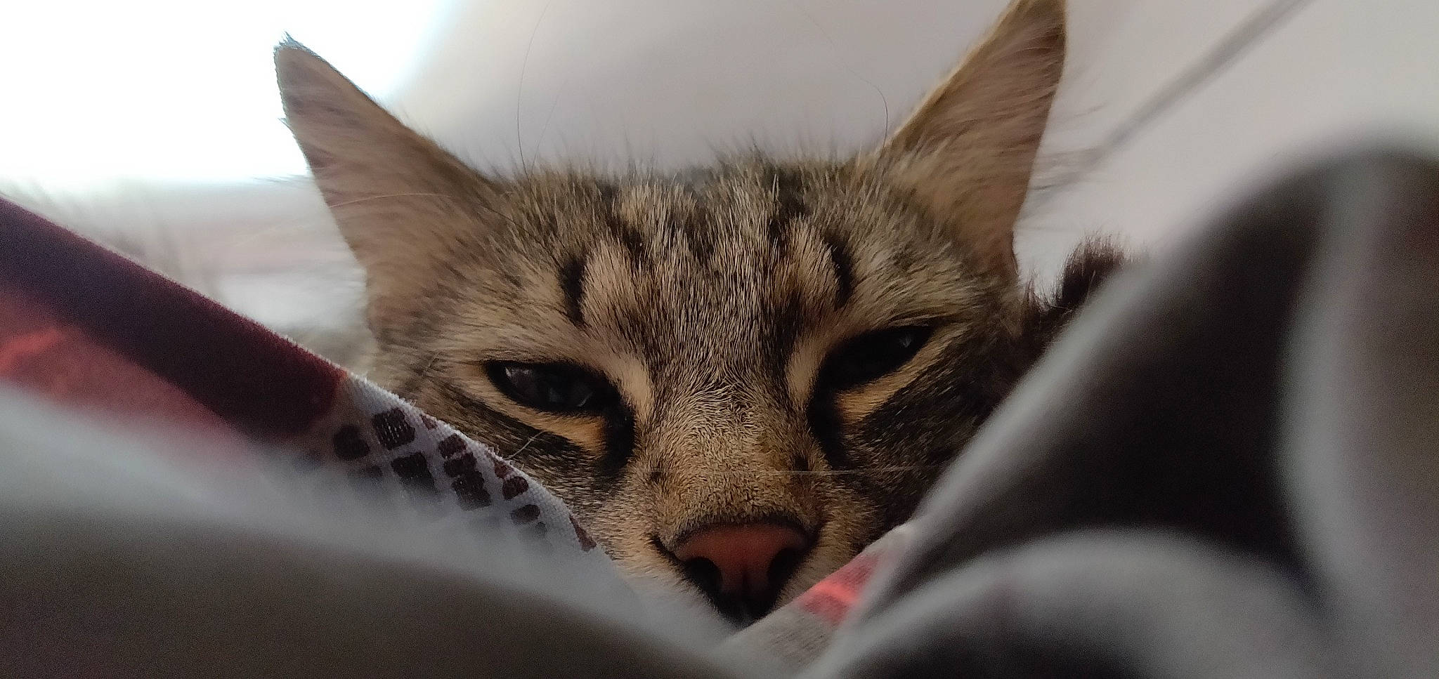 Captain participe au concours pour gagner de l'argent avec cette photo : aegean_cat, american_shorthair, asian, california_spangled, carnivore, cat, domestic_short_haired_cat, dragon_li, european_shorthair, felidae, kitten, mammal, nose, ocicat, singapura, small_to_medium_sized_cats, snout, tabby_cat, vertebrate, whiskers