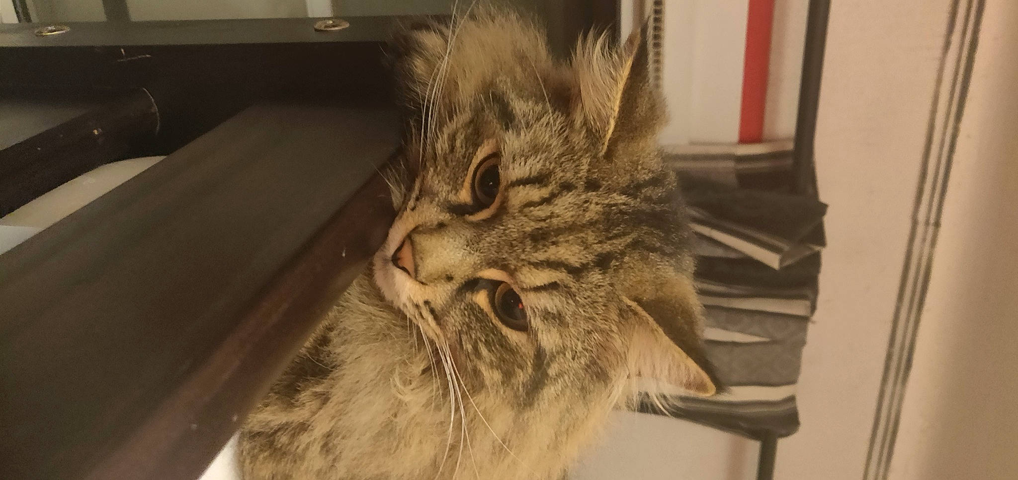 Captain participe au concours pour gagner de l'argent avec cette photo : asian, carnivore, cat, domestic_long_haired_cat, domestic_short_haired_cat, dragon_li, european_shorthair, felidae, fur, maine_coon, mammal, norwegian_forest_cat, pixie_bob, siberian, small_to_medium_sized_cats, snout, tabby_cat, vertebrate, whiskers, wild_cat