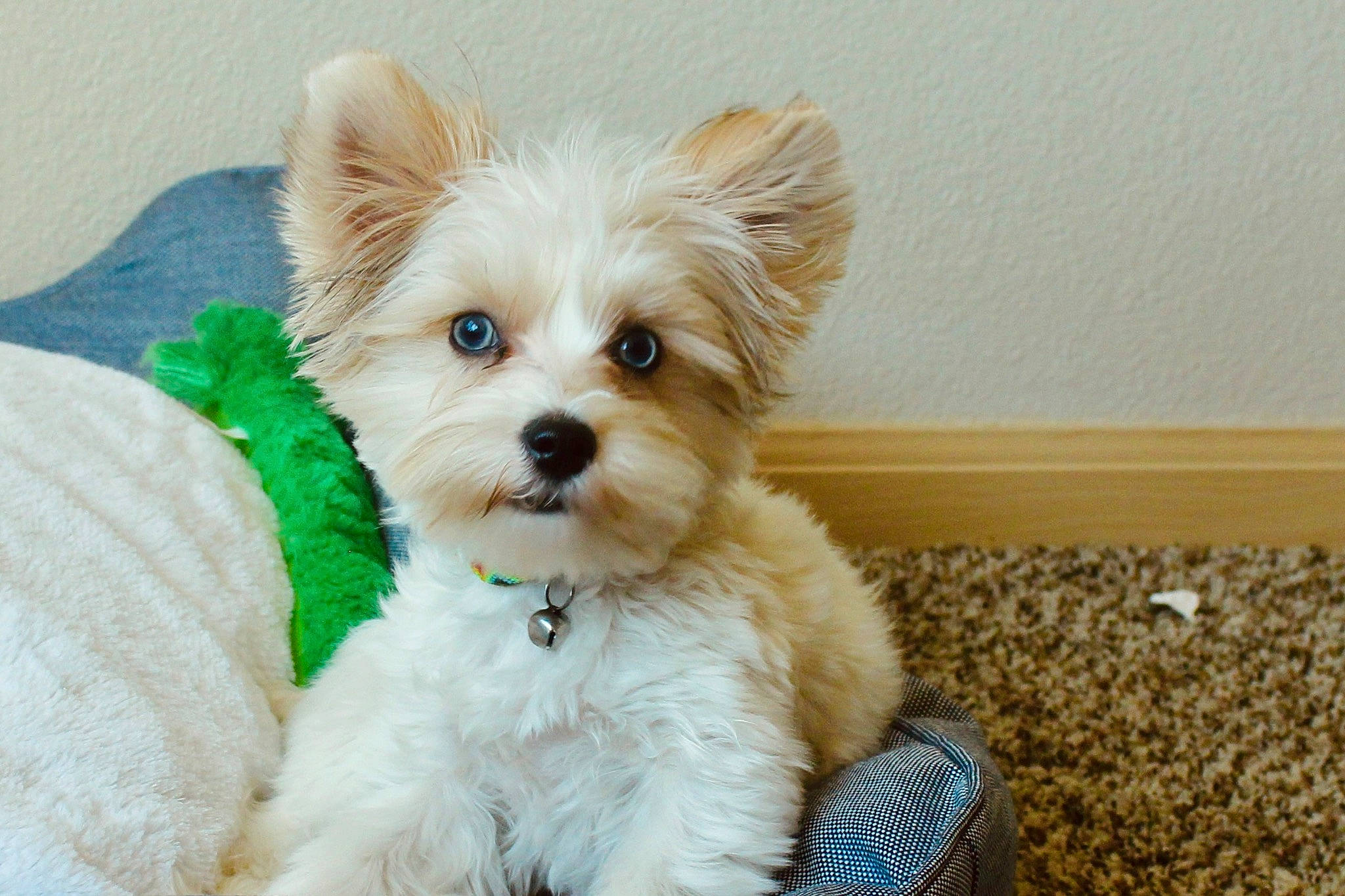 Milan joined the competition — help win amazing prizes! biewer_terrier, canidae, carnivore, collar, companion_dog, dog, dog_breed, dog_collar, dog_supply, fawn, fur, maltepoo, puppy, small_terrier, sporting_group, terrier, toy, toy_dog, working_animal, yorkipoo