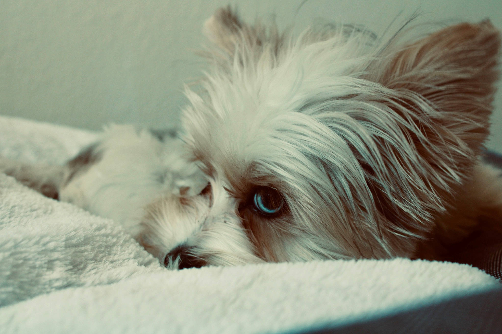 Milan joined the competition — help win amazing prizes! biewer_terrier, canidae, carnivore, comfort, companion_dog, dog, dog_breed, dog_supply, ear, fawn, fur, maltepoo, nap, small_terrier, snout, sporting_group, terrestrial_animal, terrier, toy_dog, working_animal