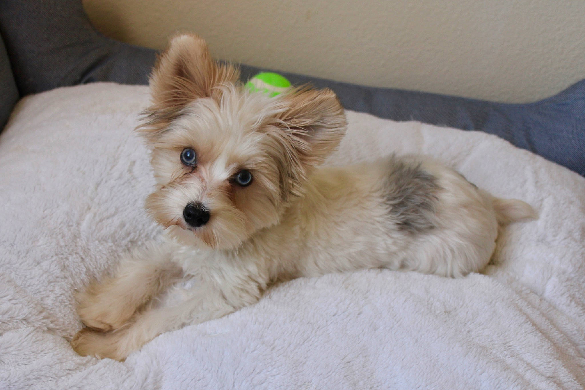 Milan joined the competition — help win amazing prizes! canidae, carnivore, comfort, companion_dog, couch, dog, dog_breed, dog_supply, fawn, fur, liver, maltepoo, paw, small_terrier, snout, sporting_group, terrier, toy_dog, whiskers, working_animal