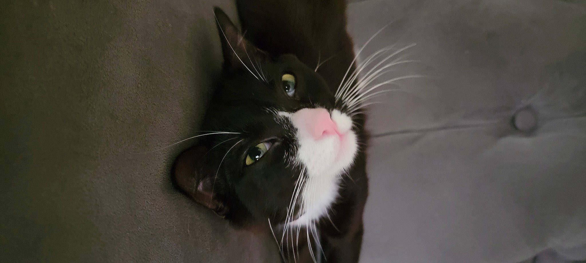 Bandit joined the competition — help win amazing prizes! carnivore, cat, domestic_short_haired_cat, ear, felidae, fur, small_to_medium_sized_cats, snout, terrestrial_animal, whiskers